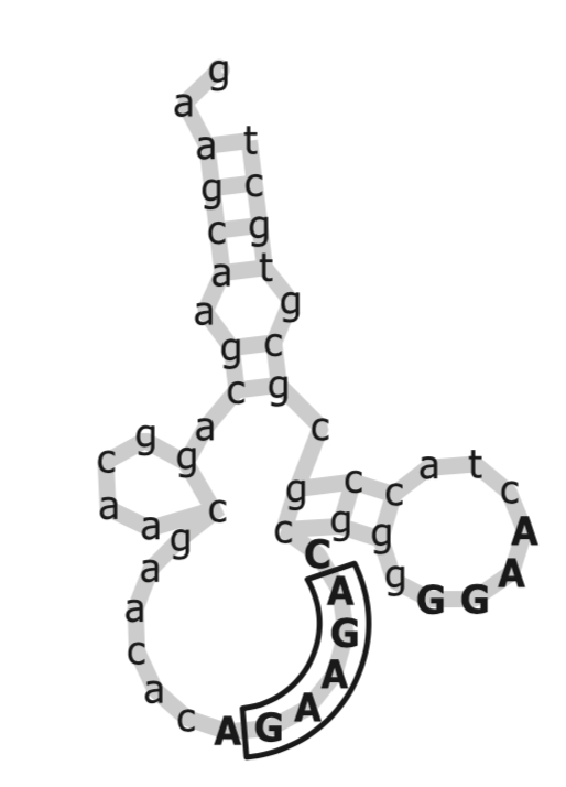 This is an aptamer of ATP, the primary molecule involved in energy production.  Boruta found the GGAG 4-mer to be important, while past research indicated that the GAAGA motif was important.  (Source is from the original Boruta paper.)