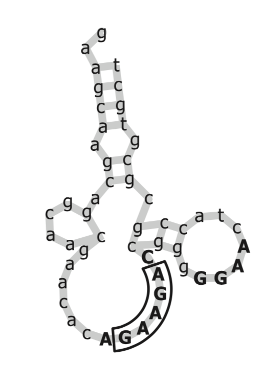 This is an aptamer of ATP, the primary molecule involved in energy production. Boruta found the GGAG 4-mer to be important, while past research indicated that the GAAGA motif was important. (Source is from the original Boruta paper.)